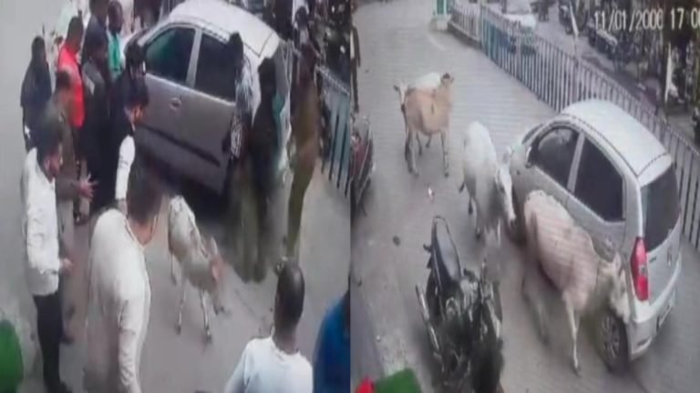 कार ने बछड़े को 1 किमी तक घसीटा… मां ने दूसरी गायों के साथ मिलकर कार चालक को दौड़ाया