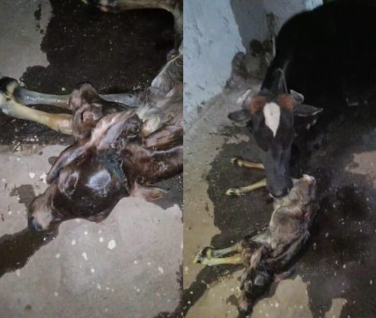 छत्तीसगढ़ में गाय ने दो सिर वाले बछड़े को दिया जन्म, देखने उमड़ी लोगों की भीड़